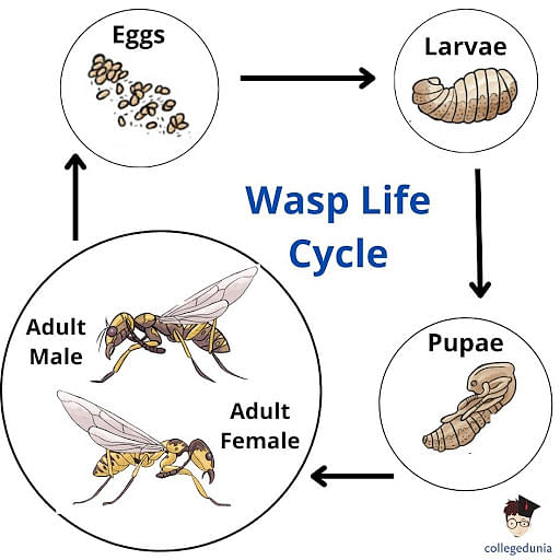 Wasp Life Cycle: Stages & Lifespan
