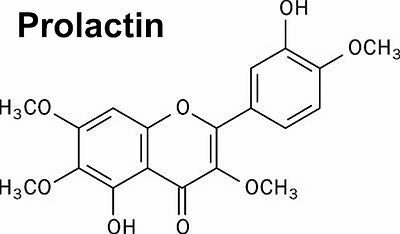 prolactin hormone function