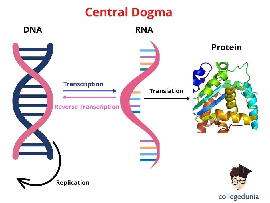 Central Dogma: Meaning, Steps & Sample Questions