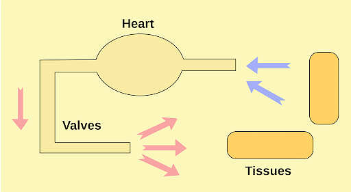 Open Circulatory System Function Benefits