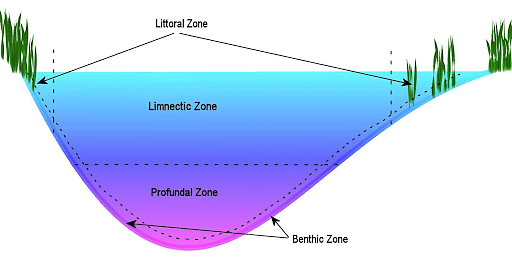 benthic zone lake