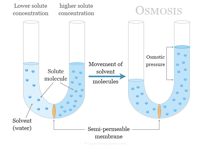 osmosis diagram
