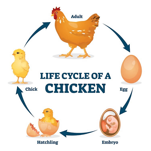 Chicken Life Cycle Introduction And Stages 