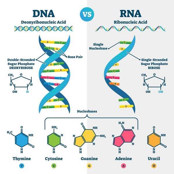 Nucleic Acids: Definition, Functions and Examples