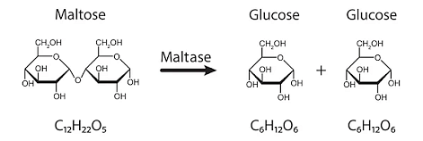 maltose hydrolysis mechanism