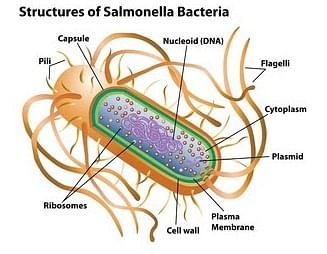 salmonella typhi structure