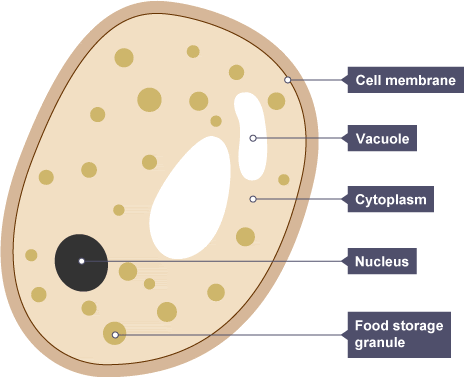 yeast diagram