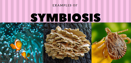 examples of symbiosis