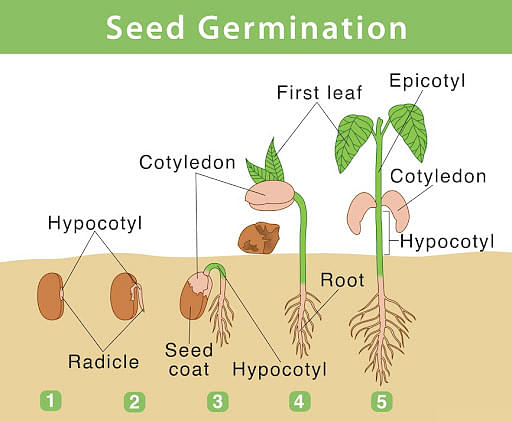 11+ Diagram Of The Seed