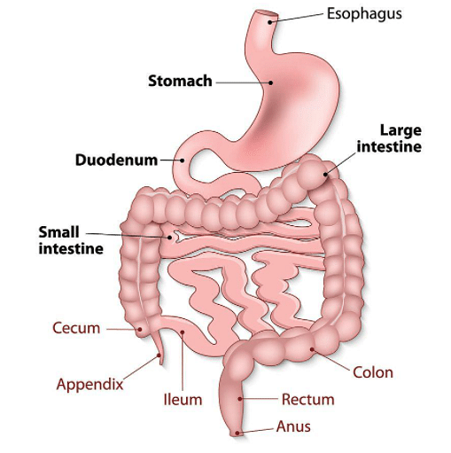 Gastrointestinal Tract: Definition, Types, Functions & Infections
