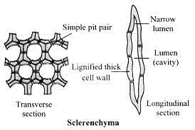 sclerenchyma tissue structure