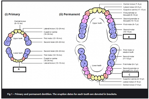 Dental Formula Definition Dentition And Sample Questions