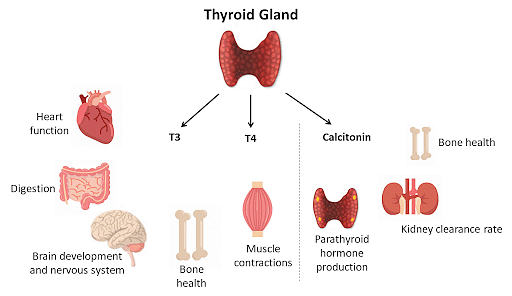 Thyroid Gland Hormones Functions Disorders And Treatment 