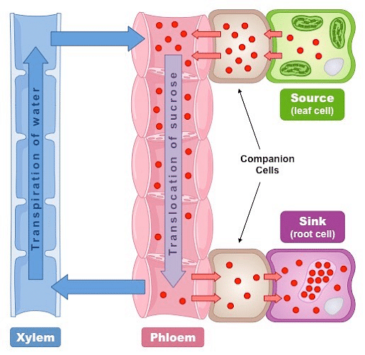 Mass flow hypothesis