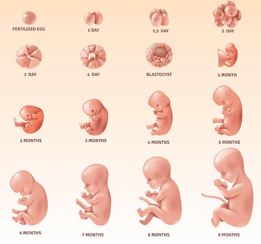 Embryology: Human Development, Pregnancy Stages, Embryogenesis
