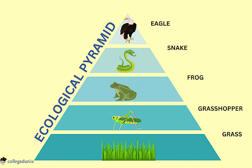 ecological pyramid