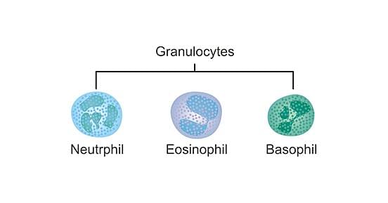 Difference Between Granulocytes And Agranulocytes 9752