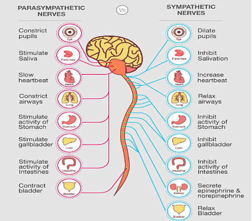parasympathetic and sympathetic nervous system differences