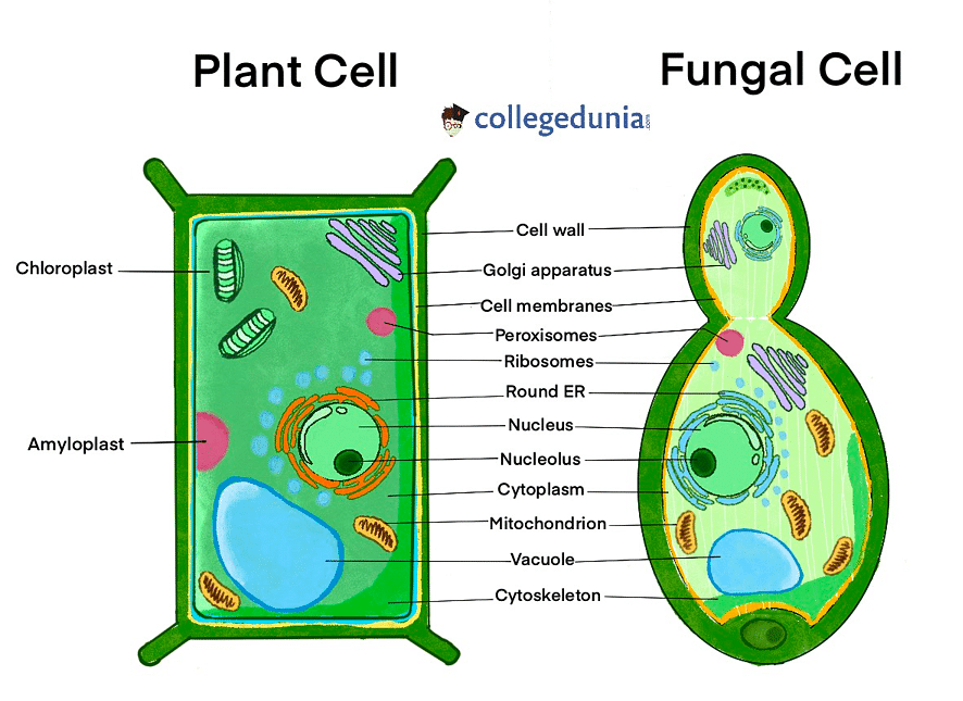 5 examples of fungi