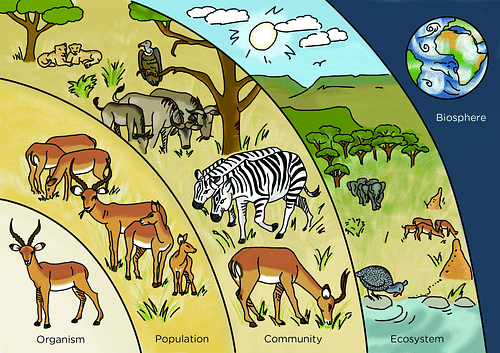 Difference Between Environment And Ecology 7836