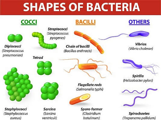 Classification of bacteria based on their shapes