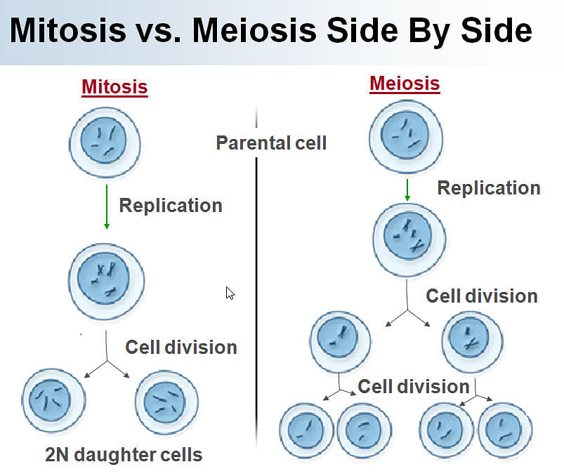 Mitosis and Meiosis Definition, Difference, Similarities