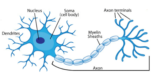 show picture of dendrite and axon