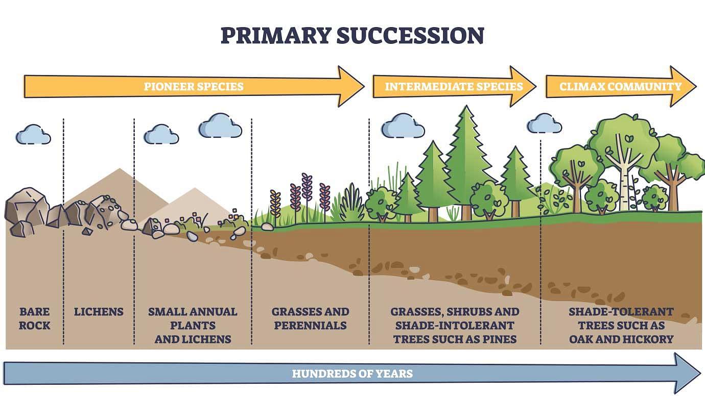 difference-between-primary-and-secondary-succession