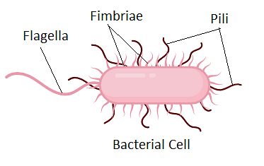 Pili in Bacteria