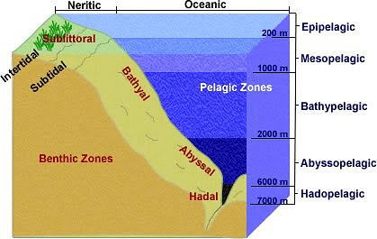 pelagic zone diagram
