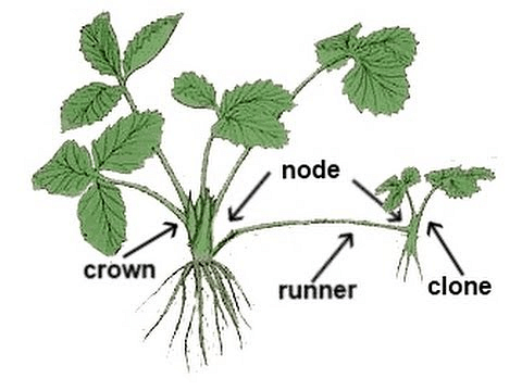 runner stem
