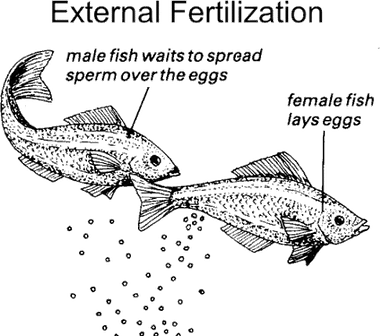 fertilization in animals