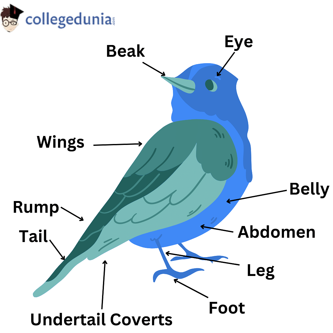 Scientific Name of Bird: Classification, Parts, and Characteristics