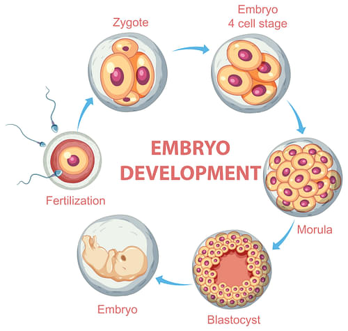 zygote embryo