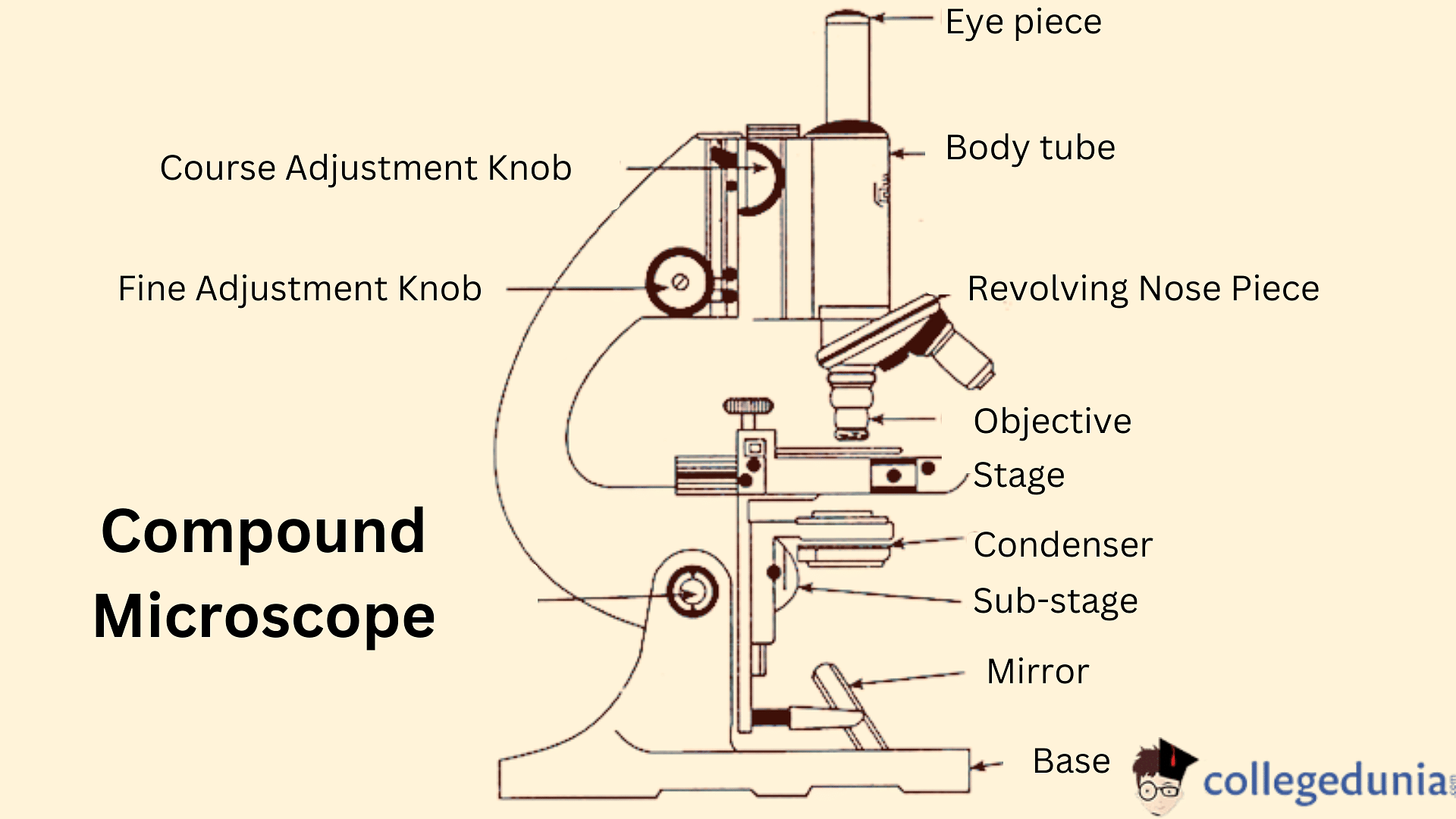 I. Label the parts of a Compound Microscope. You may choose your answers  from the parts written inside the - Brainly.ph