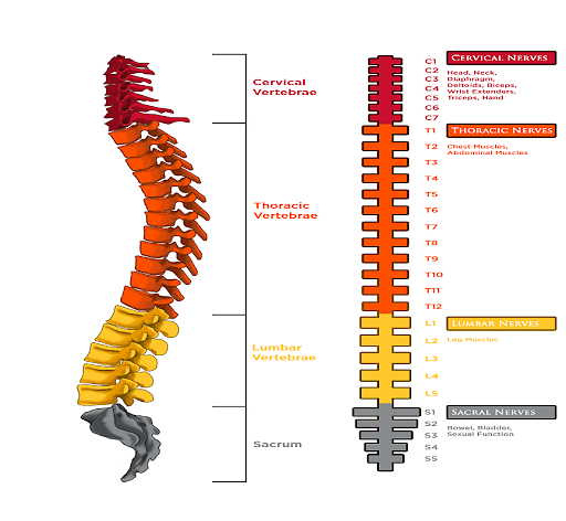 spinal cord function and structure