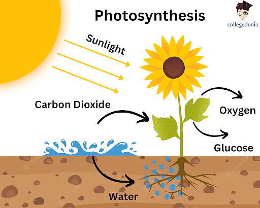 Photosynthesis Formula: Chemical Equation for Photosynthesis