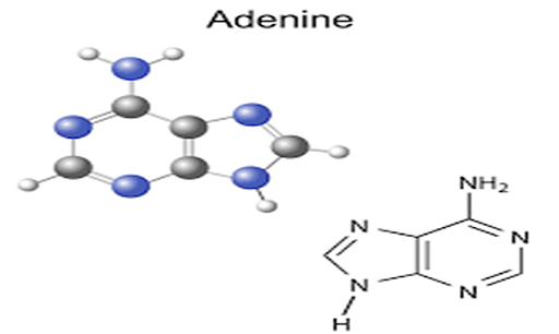 adenine lewis structure