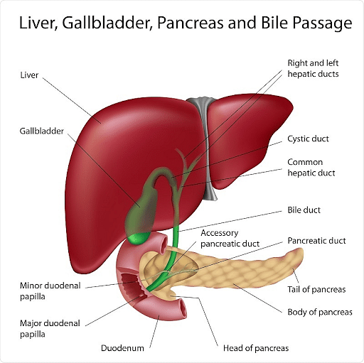 Labelled diagram of liver  Liver images  Human liver diagram  Human liver  anatomy Liver anatomy Human liver