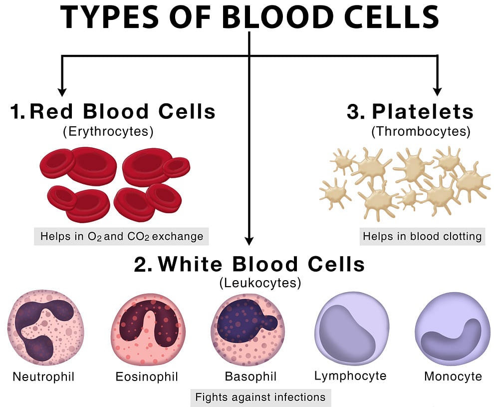 body fluid lymphocytes