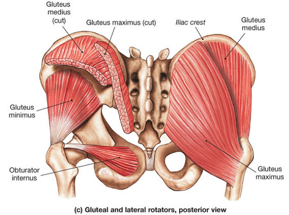 Gluteus maximus - Anatomy - Orthobullets