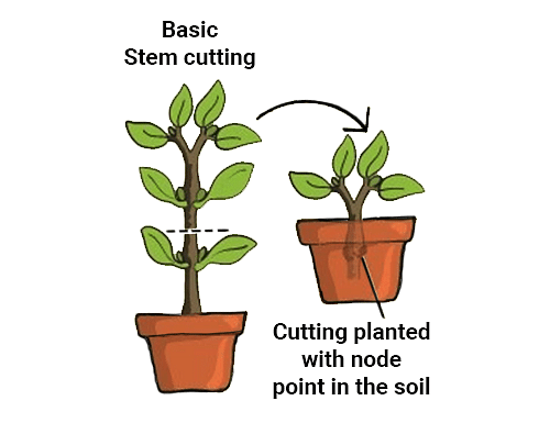 vegetative reproduction diagram