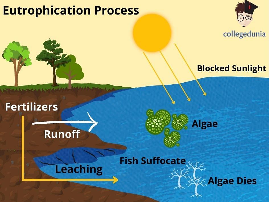 Eutrophication: Definition, Causes, Classification & Effects