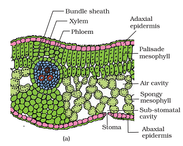 vascular bundle diagram monocot