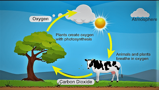 Oxygen Cycle With Diagram – Definition, Steps & Importance