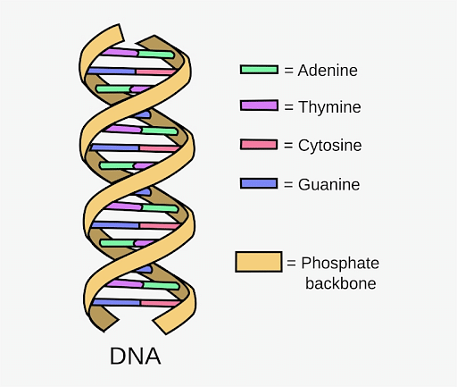 Differences Between Prokaryotic and Eukaryotic DNA: Definition and ...