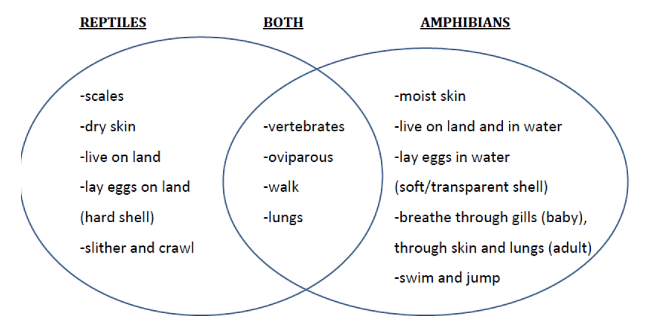 What are the difference store between amphibians and reptiles