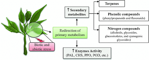 Metabolites: Primary, Secondary, Types, Examples