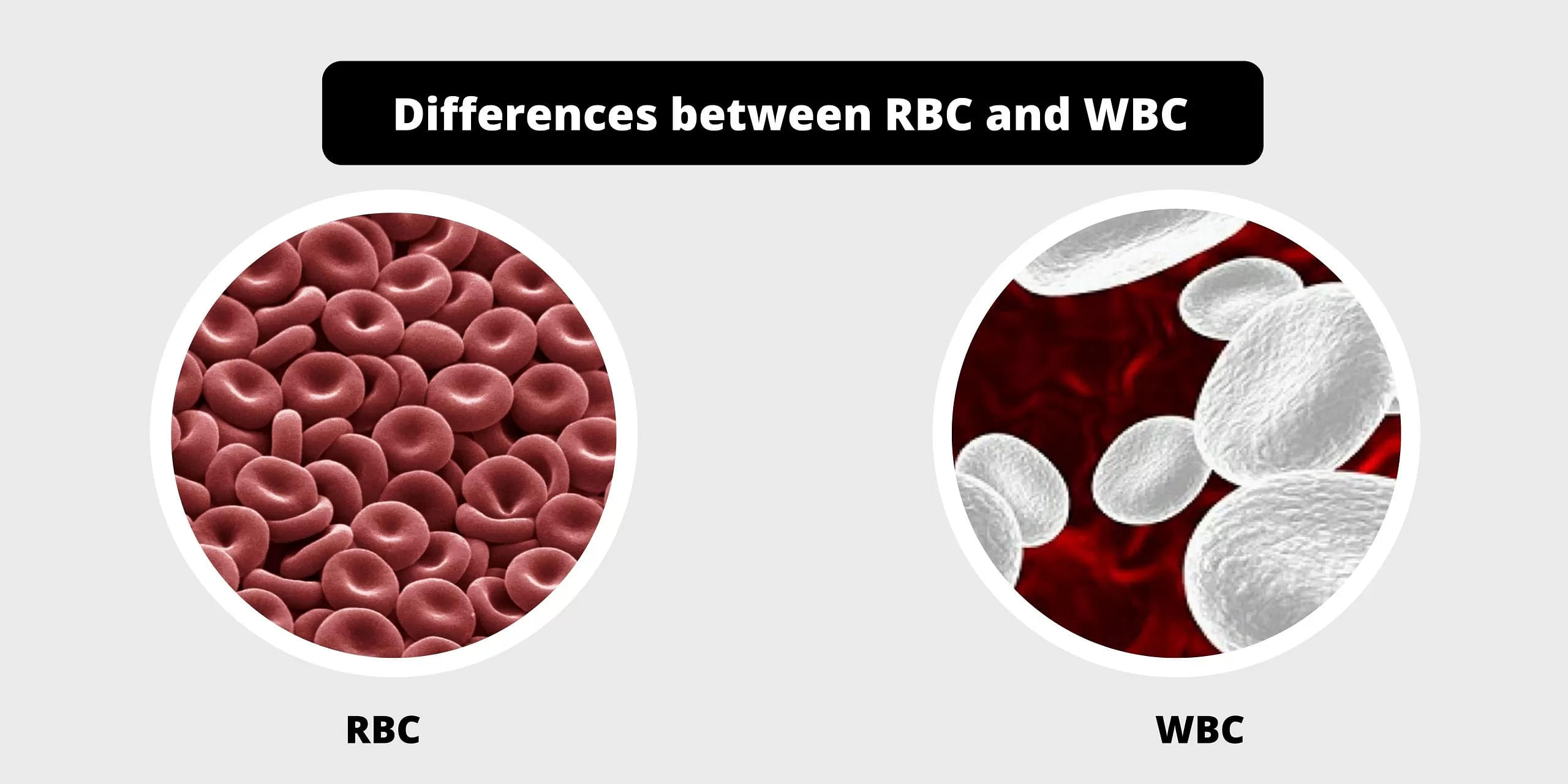 What Is The Life Span Of Human RBC And WBC?