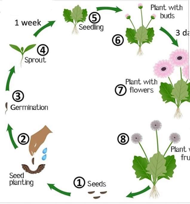 pollination cycle diagram